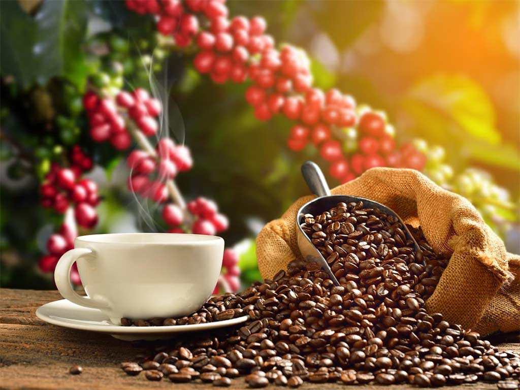 Licenciatura en Técnico en Administración de Empresas Cafetaleras